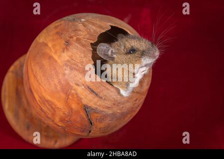 mouse climbing out a wooden egg