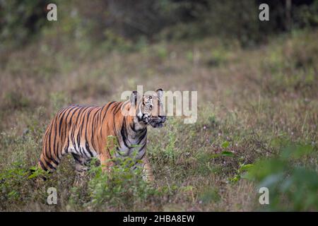 A Bengal Tiger on the lookout at the Nagarhole National Park, India Stock Photo