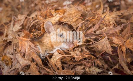 mouse looking sleepy between autumn leaves