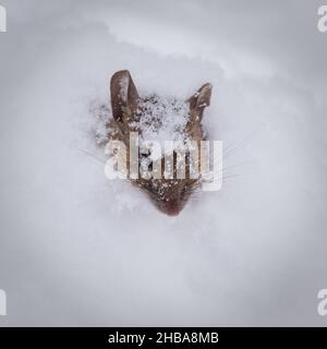 mouse close up covered by snow
