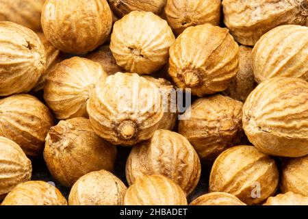 Close up view of true edible spices and seeds: Stacking of coriander seeds ( Coriandrum sativum ) very closely Stock Photo