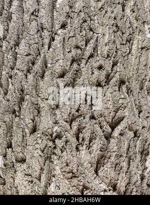 Seamless tree bark background. Brown tileable texture of the old tree. Stock Photo