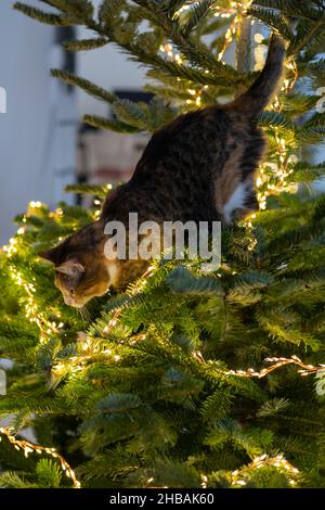 Cat sits inside the Christmas tree surrounded by LED garland, stuck or climbing on new year tree. Stock Photo