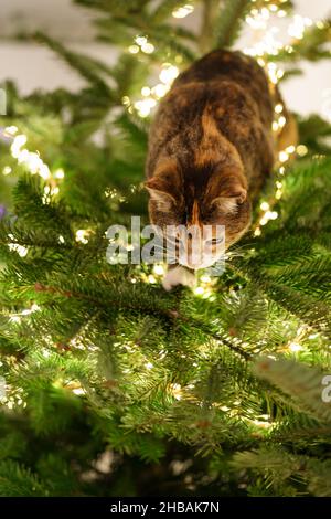 Cat sits inside the Christmas tree surrounded by LED garland, stuck or climbing on new year tree. Stock Photo