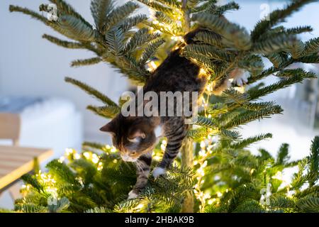 Cat sits inside the Christmas tree surrounded by LED garland, stuck or climbing on new year tree. Stock Photo