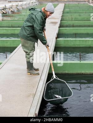 Female catching fish from reservoir on sturgeon farm Stock Photo - Alamy