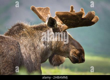 Profile of a moose. Denali National Park & Preserve Alaska, United States of America.  A unique, optimised version of an image by NPS Ranger JW Frank; Credit: NPS/Jacob W. Frank Stock Photo