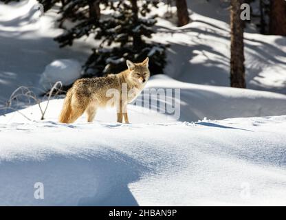 Coyote in the snow on Daisy Geyser boardwalk, Upper Geyser Basin, Yellowstone National Park, Teton County, Wyoming The coyote is a species of canine native to N. America. It is smaller than its close relative, the wolf, and slightly smaller than the closely related eastern wolf and red wolf. It fills much of the same ecological niche as the golden jackal does in Eurasia.  A unique, optimised version of an image by NPS Ranger JW Frank; Credit: NPS/Jacob W. Frank Stock Photo