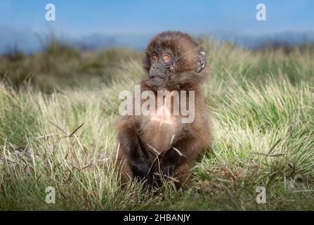 Close up of a baby Gelada monkey sitting in grass, Simien mountains, Ethiopia. Stock Photo