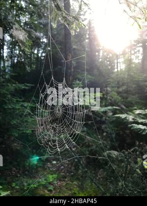 Spider's web in the woods,  Pictured Rocks National Lakeshore, Michigan, United States of America.  A digitally optimised version of a NPS image. Credit: NPS Stock Photo