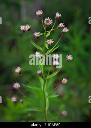 Erigeron acris L Stock Photo - Alamy