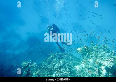 Scuba diver near sea bottom Stock Photo