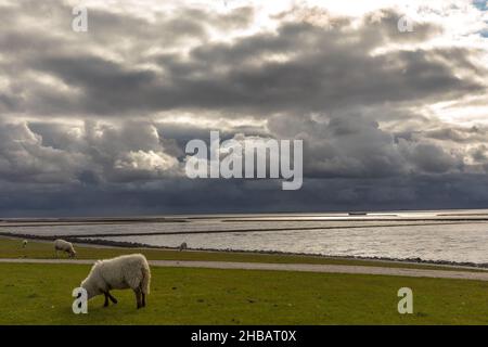 Dramatischer Himmel am Holmersiel Stock Photo