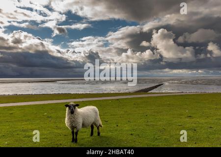 Dramatischer Himmel am Holmersiel Stock Photo