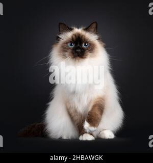 Beautiful seal point Sacred Birman cat, sitting up facing front with one paw playful in air. Looking towards camera with blue eyes. Isolated on a blac Stock Photo