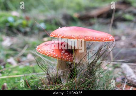 fly agaric pair in the forest