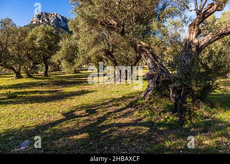 grove-of-ancient-olive-trees-l-oliveraie-de-la-farl-de-of-la-farl-de