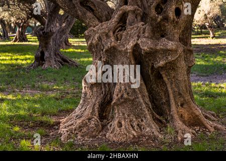 Grove of ancient olive trees (L'Oliveraie de La Farlède) of La Farlède, France. In the shelter of the mountain Mont Coudon these trees could survive the frost in February 1956 Stock Photo