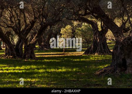 Grove of ancient olive trees (L'Oliveraie de La Farlède) of La Farlède, France. In the shelter of the mountain Mont Coudon these trees could survive the frost in February 1956 Stock Photo