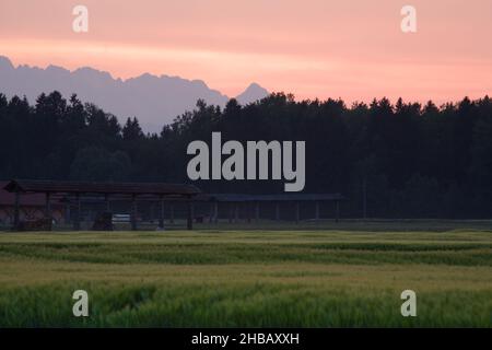 View across wheatfield and hayracks in Brnik at sunset with part of the Julian Alps mountains in the background, Slovenia. Stock Photo