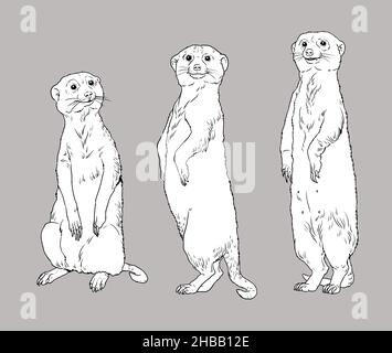 Meerkat family illustration. Animals for coloring book. Stock Photo