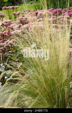 Stipa tenuissima. Ornamental Mexican feather grass seedheads arching over a garden border in autumn. UK Stock Photo
