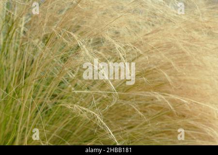 Stipa tenuissima. Ornamental Mexican feather grass seedheads arching over a garden border in autumn. UK Stock Photo