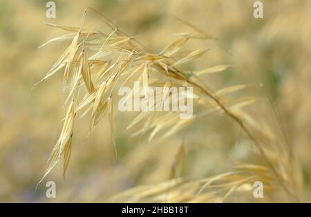 Stipa gigantea. Ornamental Giant feather grass in a UK autumn garden border UK Stock Photo