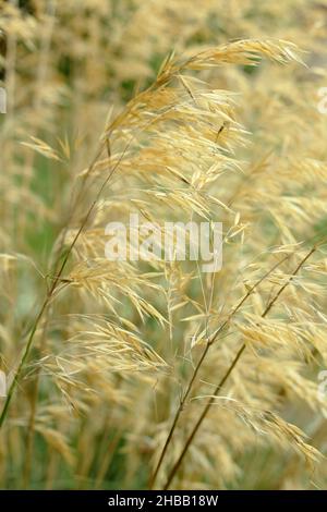 Stipa gigantea. Ornamental Giant feather grass in a UK autumn garden border UK Stock Photo