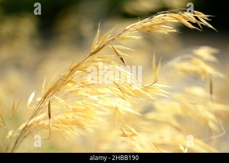 Stipa gigantea. Ornamental Giant feather grass in a UK autumn garden border UK Stock Photo