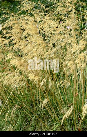 Stipa gigantea. Ornamental Giant feather grass in a UK autumn garden border UK Stock Photo