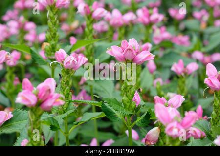 Chelone obliqua. Flowers of chelone obliqua, also called Twisted shell flower and pink turtlehead, in late summer garden border. UK Stock Photo