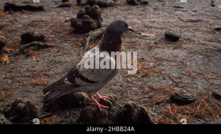 Close up image of a pigeon sitting on the ground. Stock Photo