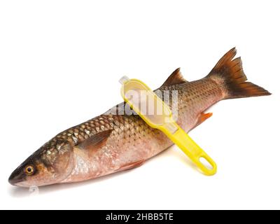 Red-finned mullet isolated on a white background Stock Photo