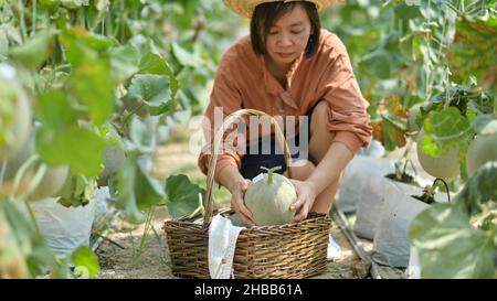 Female farmers picking melons in the garden. Stock Photo