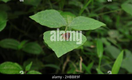 A small amber color butterfly with white dots resting on top of a wild leaflet Stock Photo