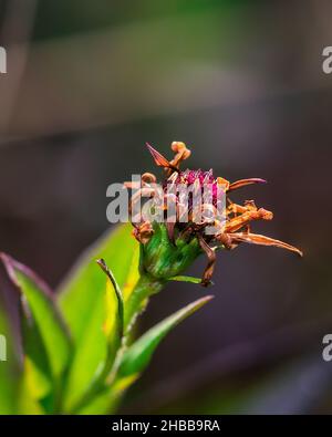 Drying flower with green leaves on blurred background Stock Photo