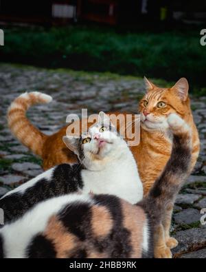 Three stray cats begging for food, close photo of few cats eating dry cat food Stock Photo