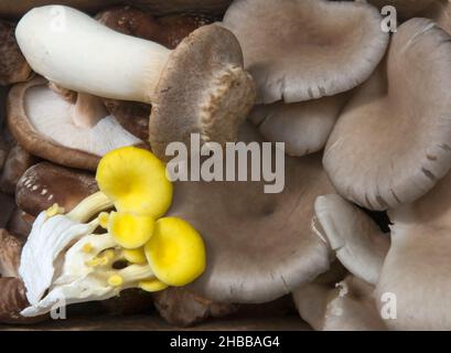 Selection of wild mushrooms, UK Stock Photo