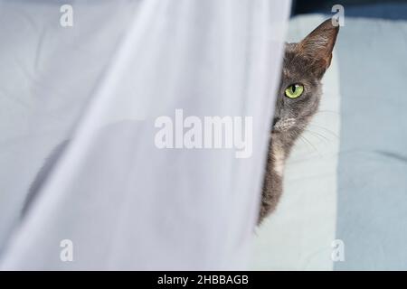 A Small multi-colored russian blue cat sitting on a bed under a mosquito net Stock Photo