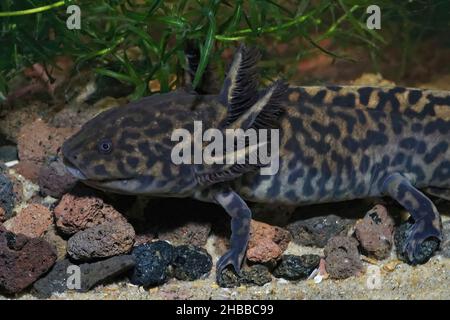 Closeup on an adult of the bizarre and critically endangered neotenic Anderson's salamander, Ambystoma andersoni, underwater Stock Photo