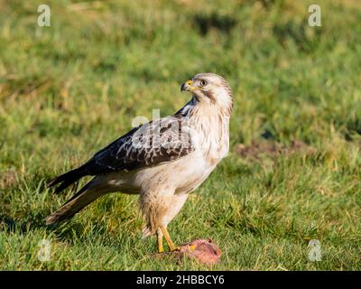 Aberystwyth, Ceredigion, Wales, UK. 18th Dec, 2021. A cold but sunny autumn day and two common buzzards (Buteo buteo) are foraging in a field while being intermittently buzzed by a red kite (Milvus milvus).Credit: Phil Jones/Alamy Live News Stock Photo
