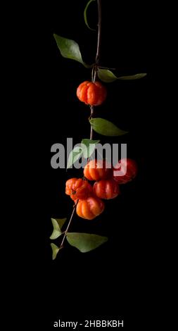 surinam cherries or pitanga fruit also known as brazilian cherry or cayenne cherry or florida cherries,glossy and attractive fruits in the tree branch Stock Photo