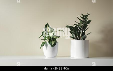 Dieffenbachia or Dumb cane young plant and Zamioculcas, or zamiifolia zz plant in white flower pots on a white table , minimalist and home gardening c Stock Photo