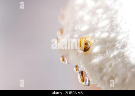 Little snail on flower. Nature background with flowers. Stock Photo