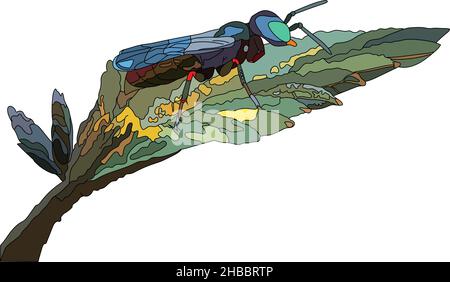 Cuckoo wasp Trichrysis cyanea adult female. Side View. Vector illustration. Stock Vector