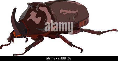 Male Rhinoceros beetle (Oryctes nasicornis) isolated on white background. Side View. Vector illustration. Stock Vector