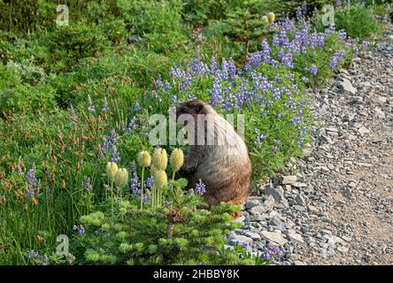 WA19890-00...WASHINGTON - Hoary marmot eating lupine in lush meadow along a trail in the Paradise area of Mount Rainier National Park. Stock Photo