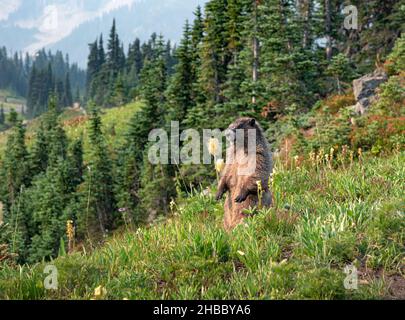 WA19892-00...WASHINGTON - Hoary marmot keeping a watchful eye on passing hikers in a lush meadow along a trail in the Paradise area of Mount Rainier N Stock Photo