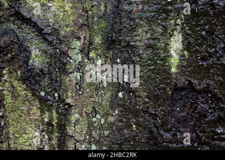 Tree Surface, Bark, Abstract Nature, Background Image, Close Up Abstract Image, Pattern, Texture Stock Photo